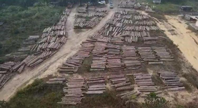 Polda Sumsel Amankan 700 Log Kayu Berbagai Jenis dari Tempat Pembalakan Liar di Muba