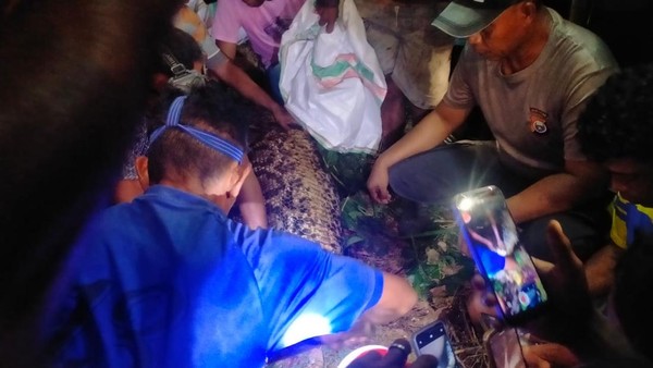 Ular Piton 7 Meter Telan Warga di Kepulauan Sula