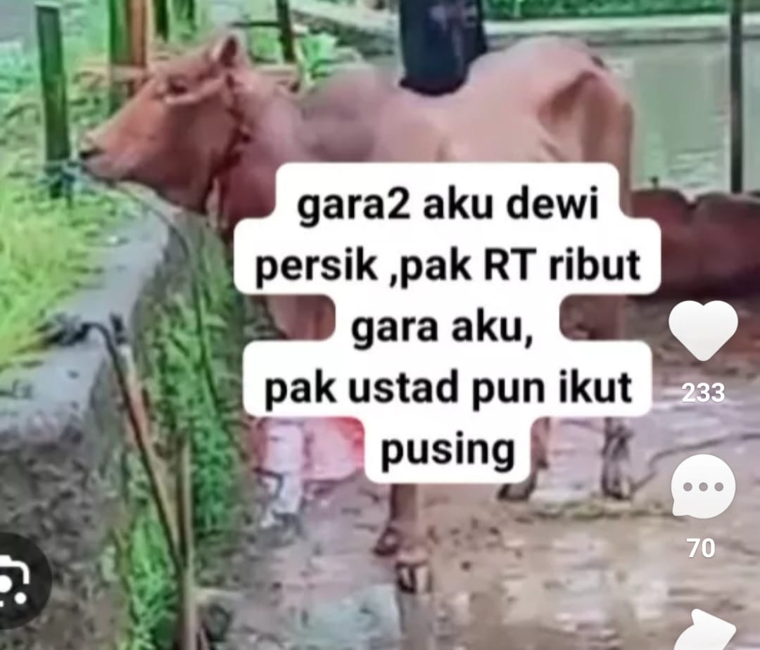 Kocak Warga Sebut Sapi kurban Dewi Persik Dikabarkan Stress, Tak Enak Hati Jadi Penyebab Ribut 