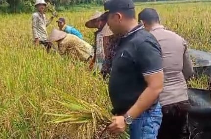 Jaga Ketahanan Pangan, Personel Polsek Tanjung Lubuk Bantu Petani Panen Padi 