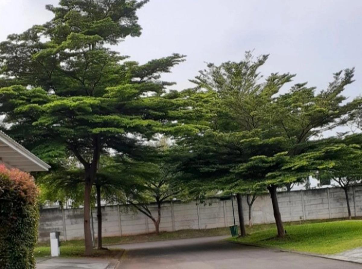 Bikin Suasana Sejuk, 5 Tanaman Peneduh yang Dapat Ditanam di Depan Rumah