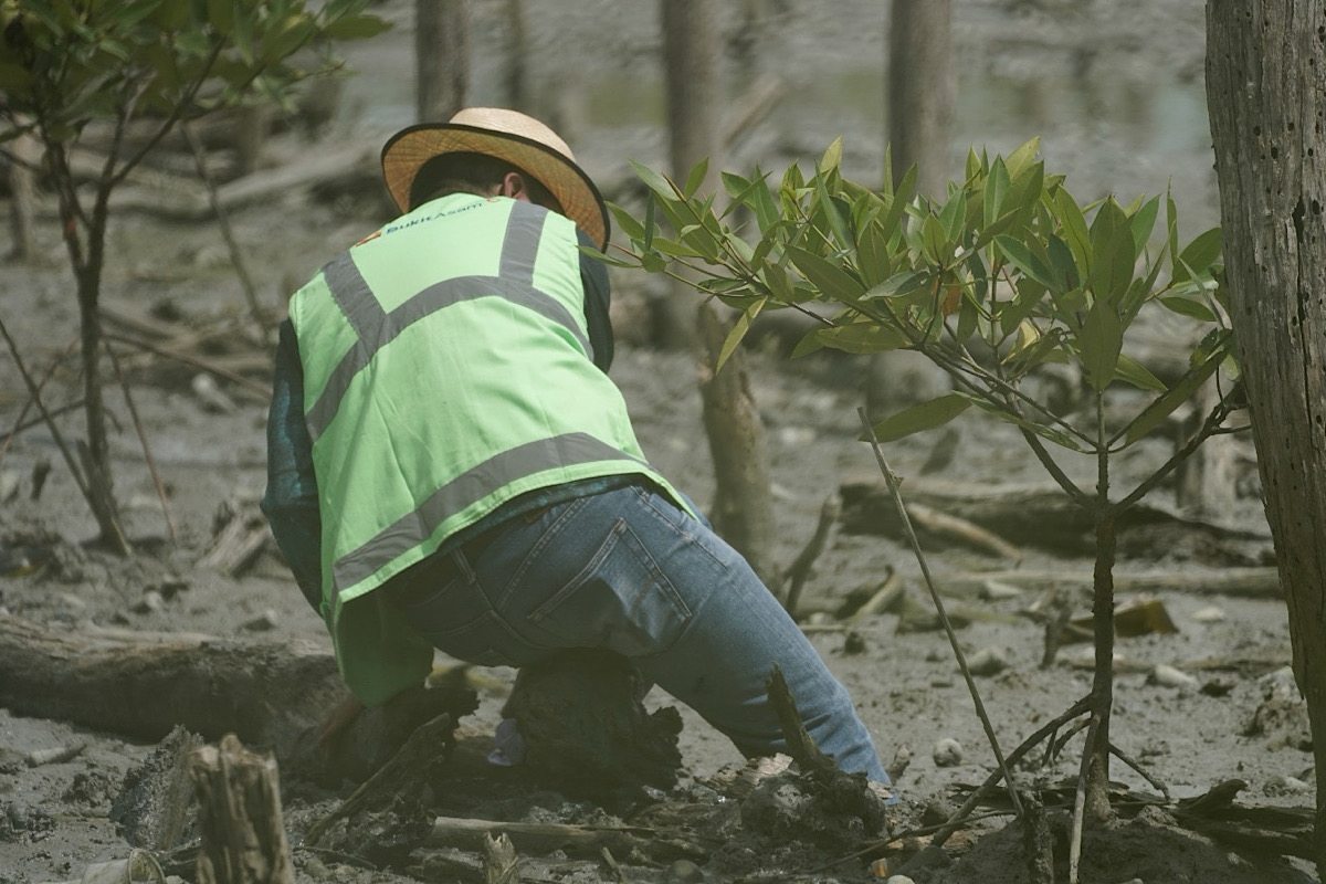 Lanjutkan Konservasi Pesisir, PTBA Tanam 40 Ribu Bibir Mangrove di Lampung Timur