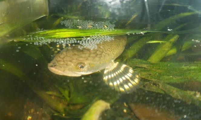 Penghobi Ikan Channa Wajib Tahu, Cara Menangani Proses Breeding Fase Telur Menetas
