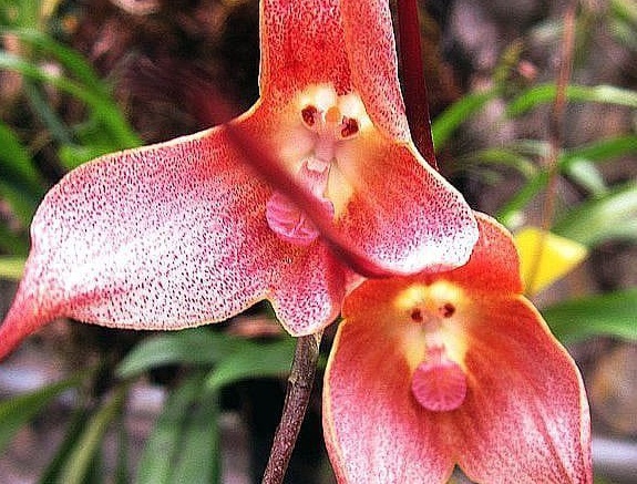  Fakta dan Keunikan Bunga Monkey Orchid, Anggrek Langka yang Memiliki Bentuk Mirip Monyet