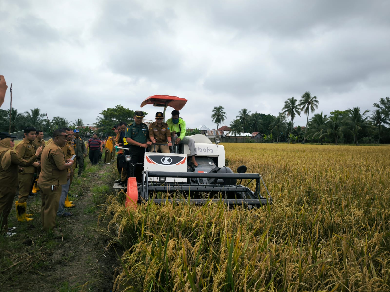 Dukung Ketahanan Pangan Pabung Kodim OKI  Ikut Panen Raya Padi IP 200