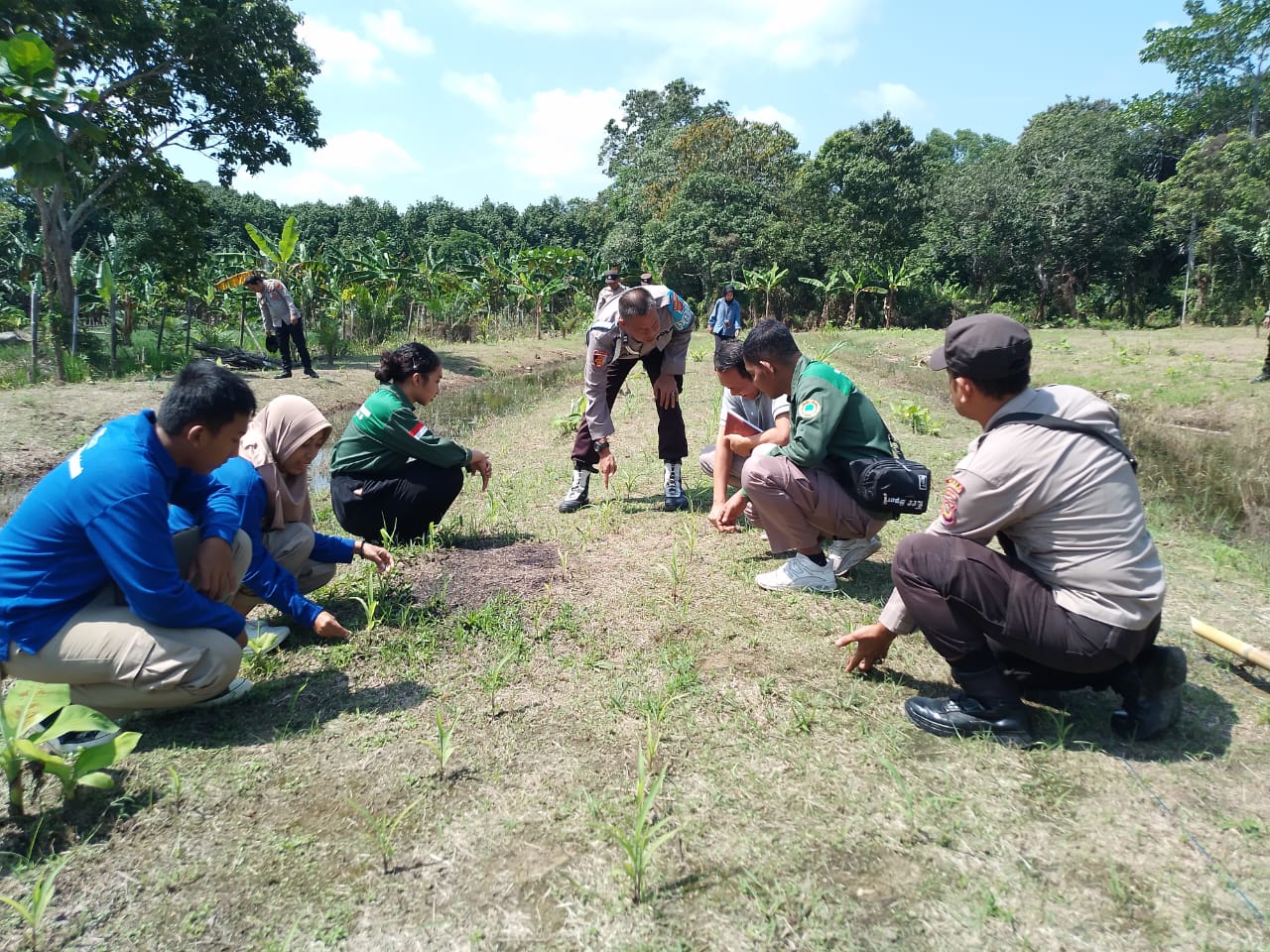 Dukung Percepatan Ketahanan Pangan, Polsek Tanjung Lubuk Cek Tanaman Jagung