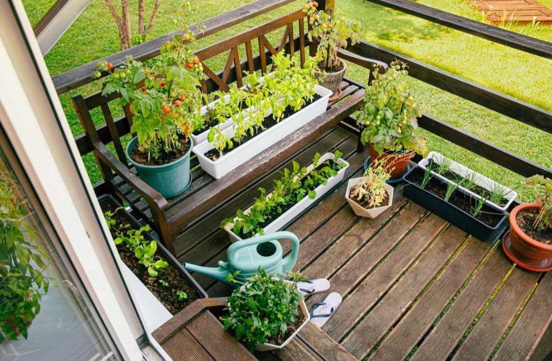 Berkebun di Balkon Rumah untuk Lahan Sempit Bisa Tanaman Apa! 