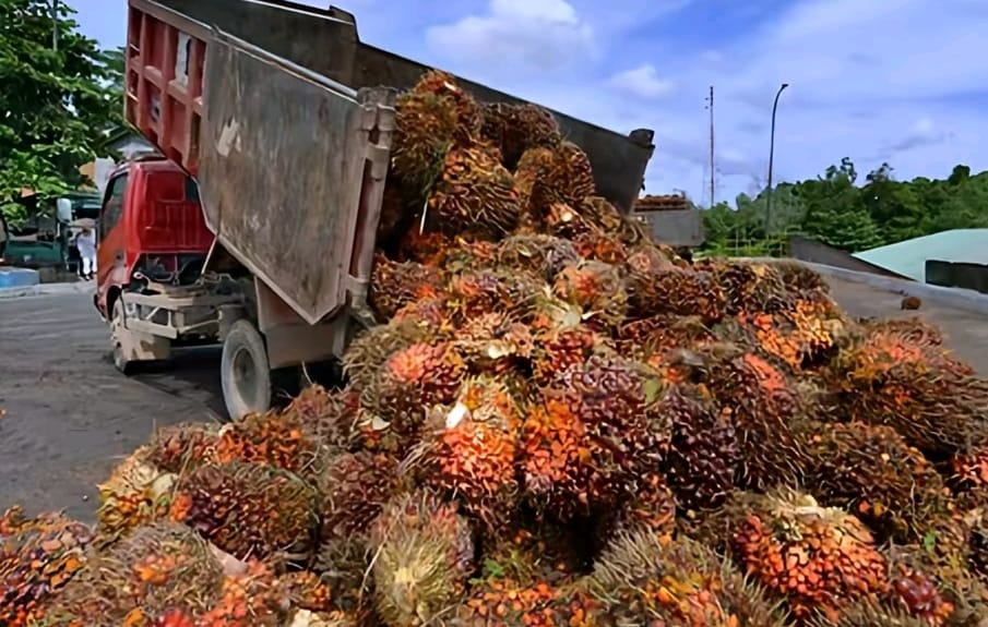 Alhamdulillah Harga TBS Sawit Plasma di Sini Naik, Tertinggi Capai Rp 3.563,62 per Kg, Ini Daftarnya