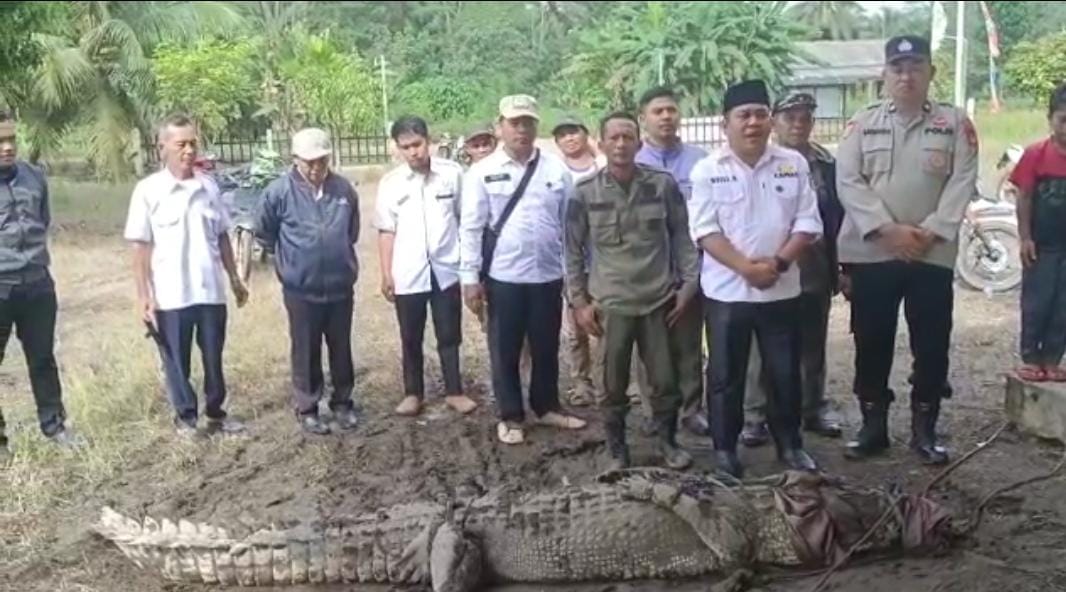 Meresahkan, Buaya Muara 3,65 Meter Berhasil Ditangkap saat Terjebak di Parit Kecil