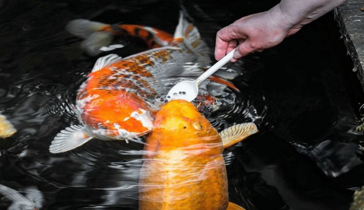 Tips Merawat Ikan Koi Supaya Dapat Bertahan Hidup dan Tidak Mudah Mati