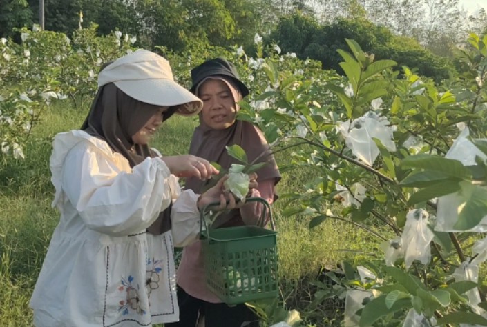 Tips Gacor Menanam Jambu Kristal Agar Berbuah Lebat, Besar, dan Tidak Mudah Membusuk