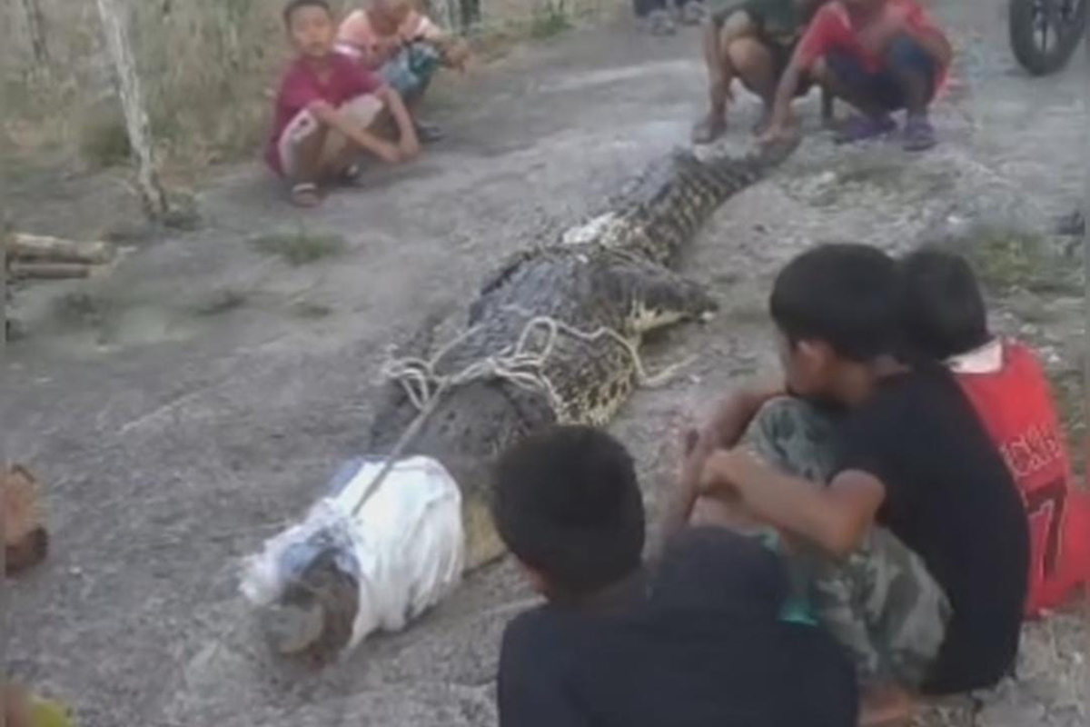 Buaya Sepanjang 3 Meter Berhasil Ditangkap Warga di Kolam Pabrik Bihun