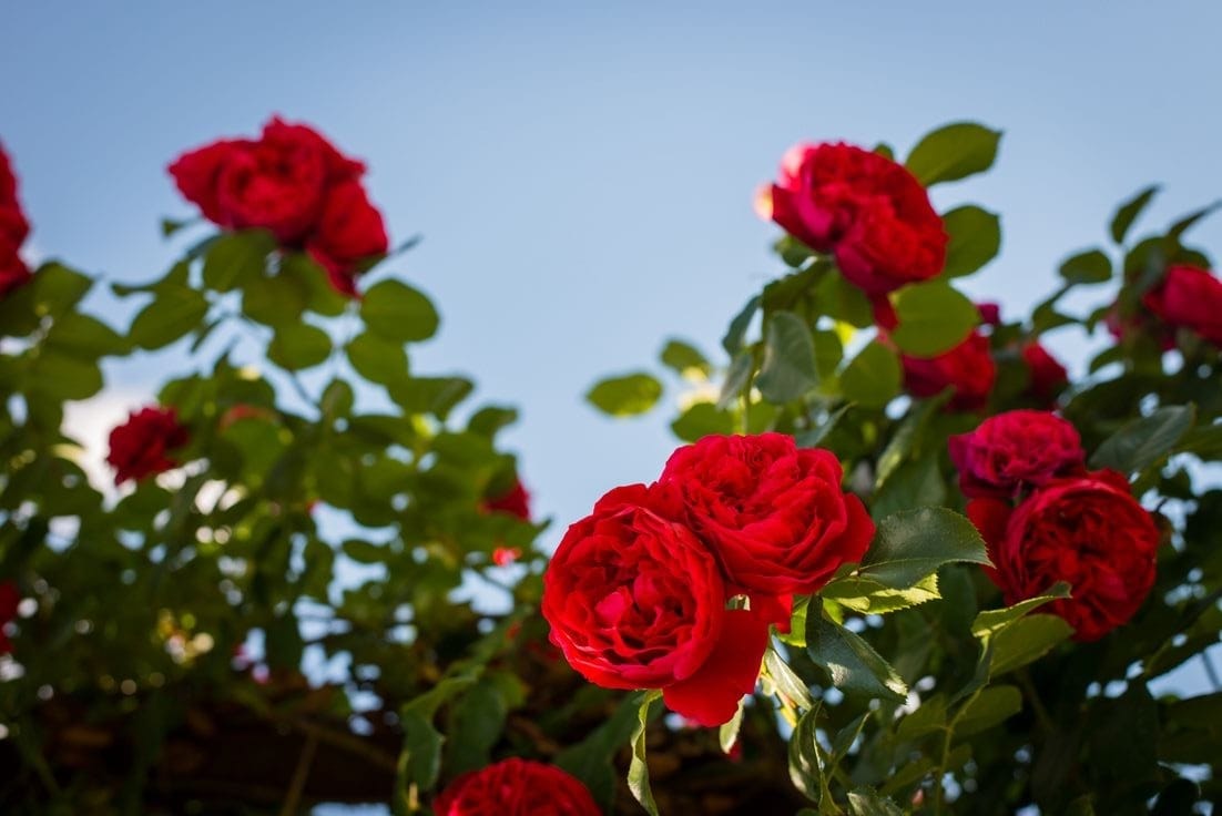 Keistimewaan Mawar Merah yang Jadi Primadona Disebutkan Dalam Al-Quran, Simak Khasiatnya Untuk Kecantikan
