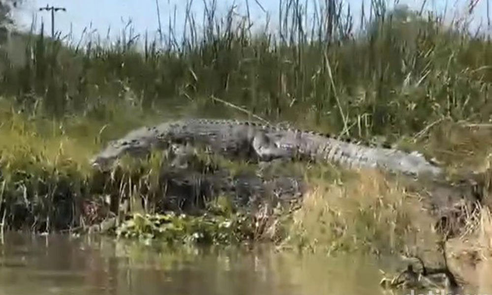 Buaya Raksasa Muncul di Sungai Monodon Sidoarjo, Warga Diminta Waspada