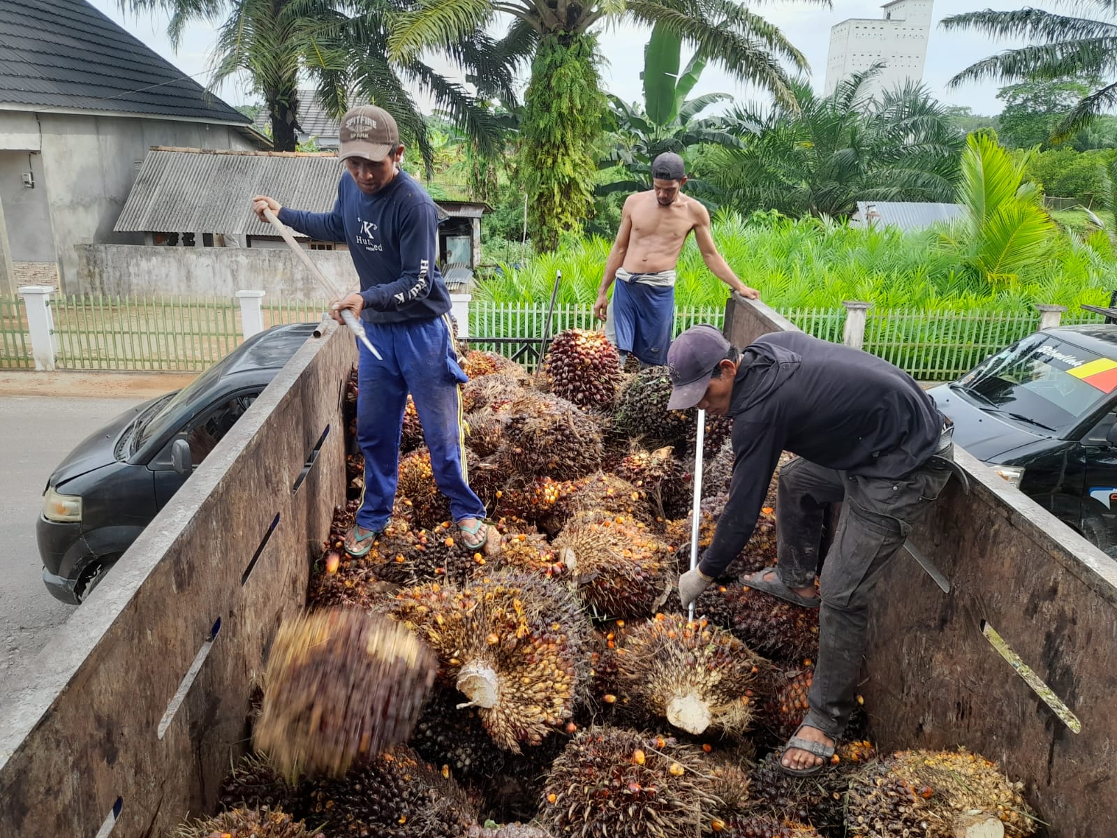 Harga Sawit Anjlok di Angka Terendah