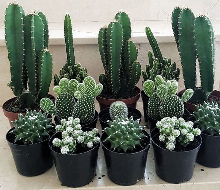 10 Jenis Tanaman Kaktus yang Cantik, Bikin Rumah Tampil Estetik