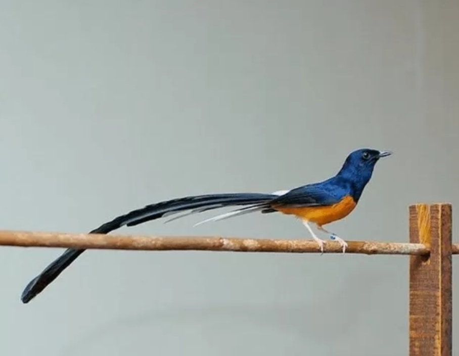 Sebelum Membeli Burung Murai Batu Medan, Yuk Kenali 8 Ciri 'Burung Sultan' Ini terlebih Dahulu