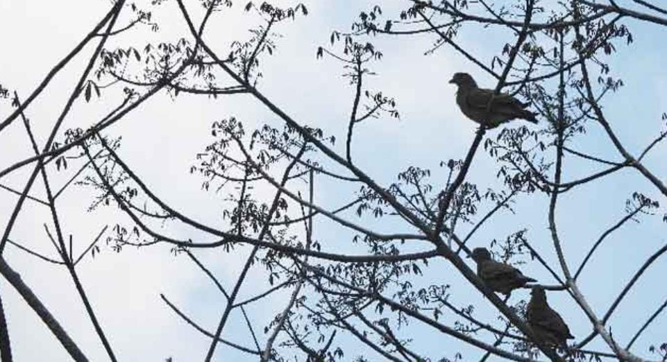 Tanam Pohon Spesies dan Lepas 78 Burung Penyebar Biji, BKSDA Sumsel Peringati HKAN