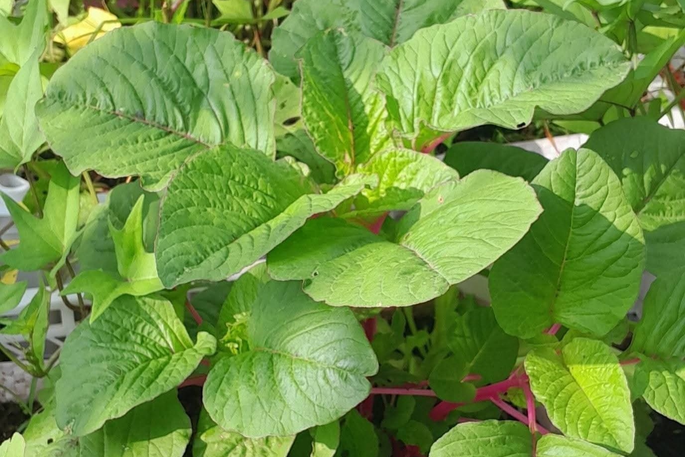 Cara Menanam Sayur Bayam di Pot agar Tumbuh Subur dan Panen Lebih Cepat