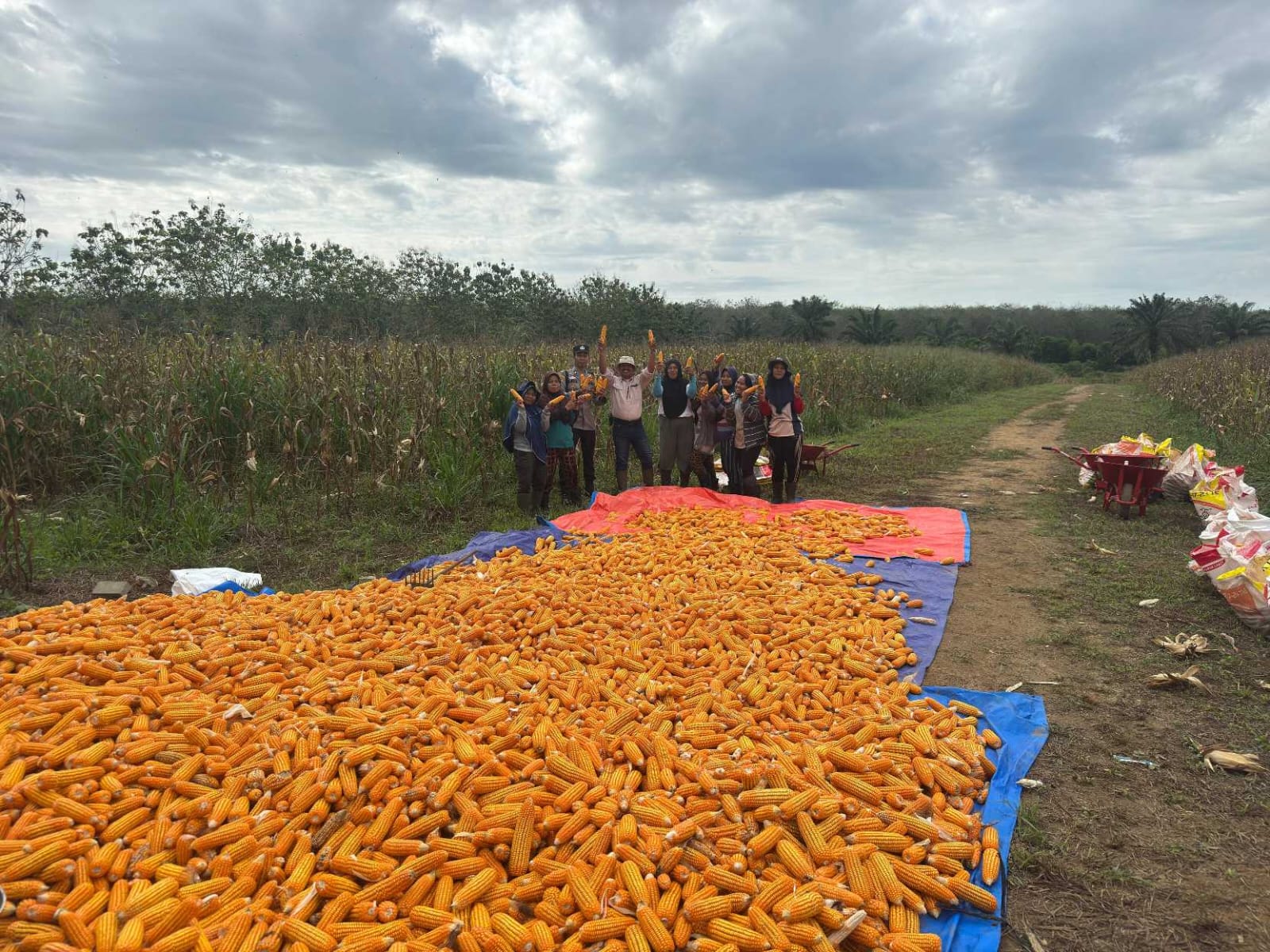 Sinergi Polsek Tanjung Raja & PT Roesli Taher Panen 5 Ton Jagung Pipil, Dukung Program Ketahanan Pangan