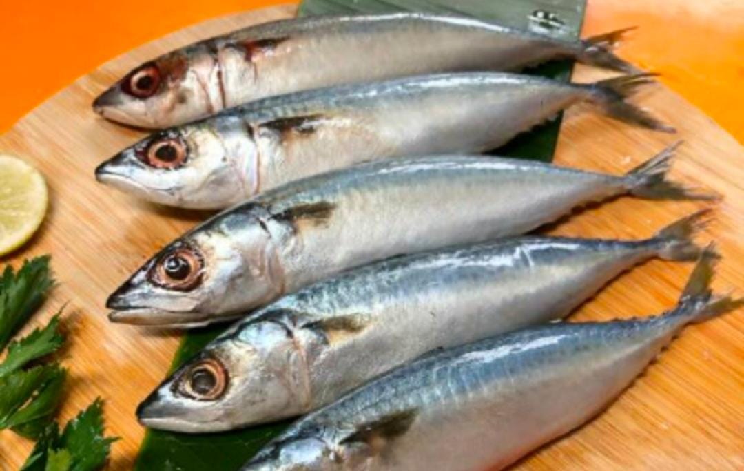 Dibalik Larangan Penjualannya di Sumsel, Ikan Salem Ternyata Punya Segudang Manfaat Bagi Tubuh, Yuk Simak !