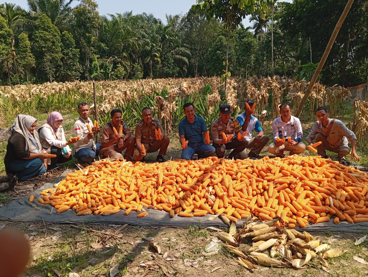 1 Ton Jagung Pipil Berkualitas Terbaik Dipanen Polsek Tanjung Raja Ogan Ilir, Dukung Program Ketahanan Pangan