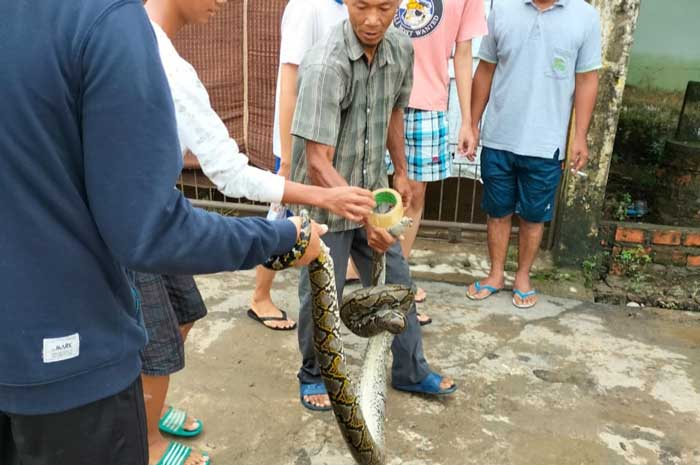 Banjir, Ular Piton Masuk Rumah Warga