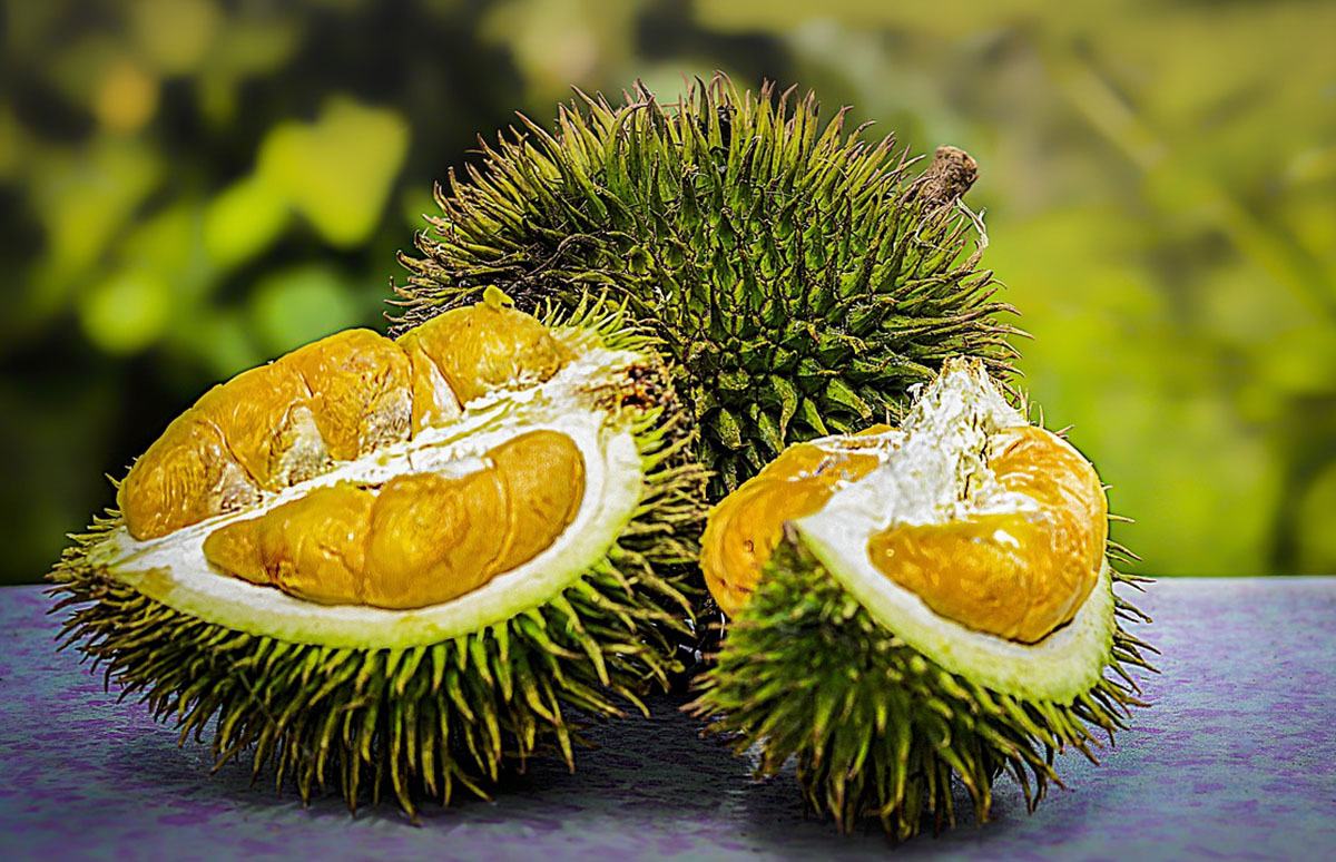 WOW! Ini Manfaat Biji Durian Bagi Kesehatan, Nomor 1 Ibu-ibu Wajib Tahu, Ingat Jangan Makan Mentah