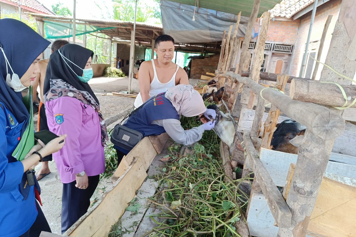 Kurban Aman dan Nyaman, Tim Disbunnak OKI Periksa Hewan Kurban