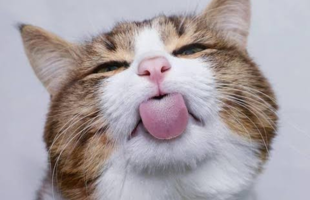 Berikut 10 Kebiasaan Unik dan Lucu Cat Lover Terhadap Kucing Kesayangannya, Terakhir Bisa Jadi Media Relaksasi