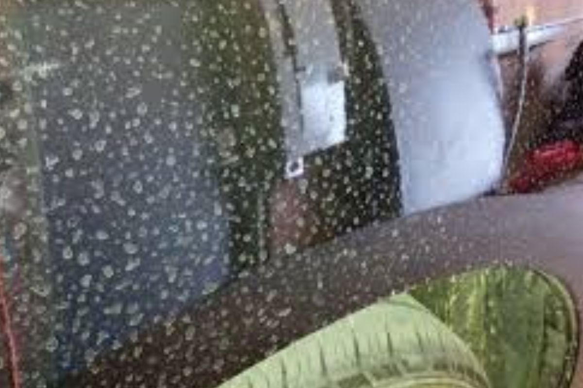 7 Cara Ampuh Hilangkan Jamur Membandel di Cat Mobil