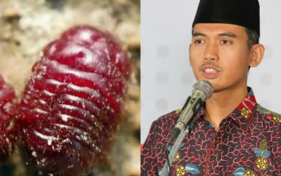 Jangan Khawatir! Karmin yang Terkandung di Yogurt dan Yakult Halal, Fatwa MUI Sudah Keluar 11 Tahun Lalu