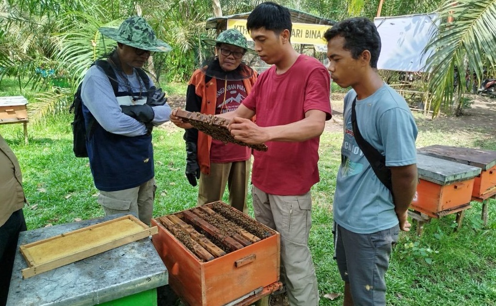 Cara Budidaya Lebah Madu di Rumah, Mudah dan Menguntungkan, Berikut Langkah-Langkahnya