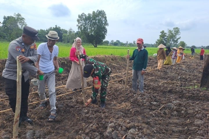 10 Kg Bibit Jagung Pipil Ditebar untuk Program Ketahanan Pangan Polsek Pemulutan Ogan Ilir di Desa Muara Baru