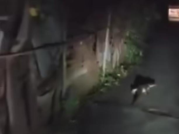 Warga SU II Palembang Heboh Kemunculan Buaya Malam Hari, Disebut Kambang Buayo Hubungi Damkar