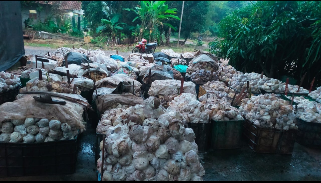 Harga Kembali Naik, Karet Kadar Kering di OKI Rp32.330 Per Kilogram