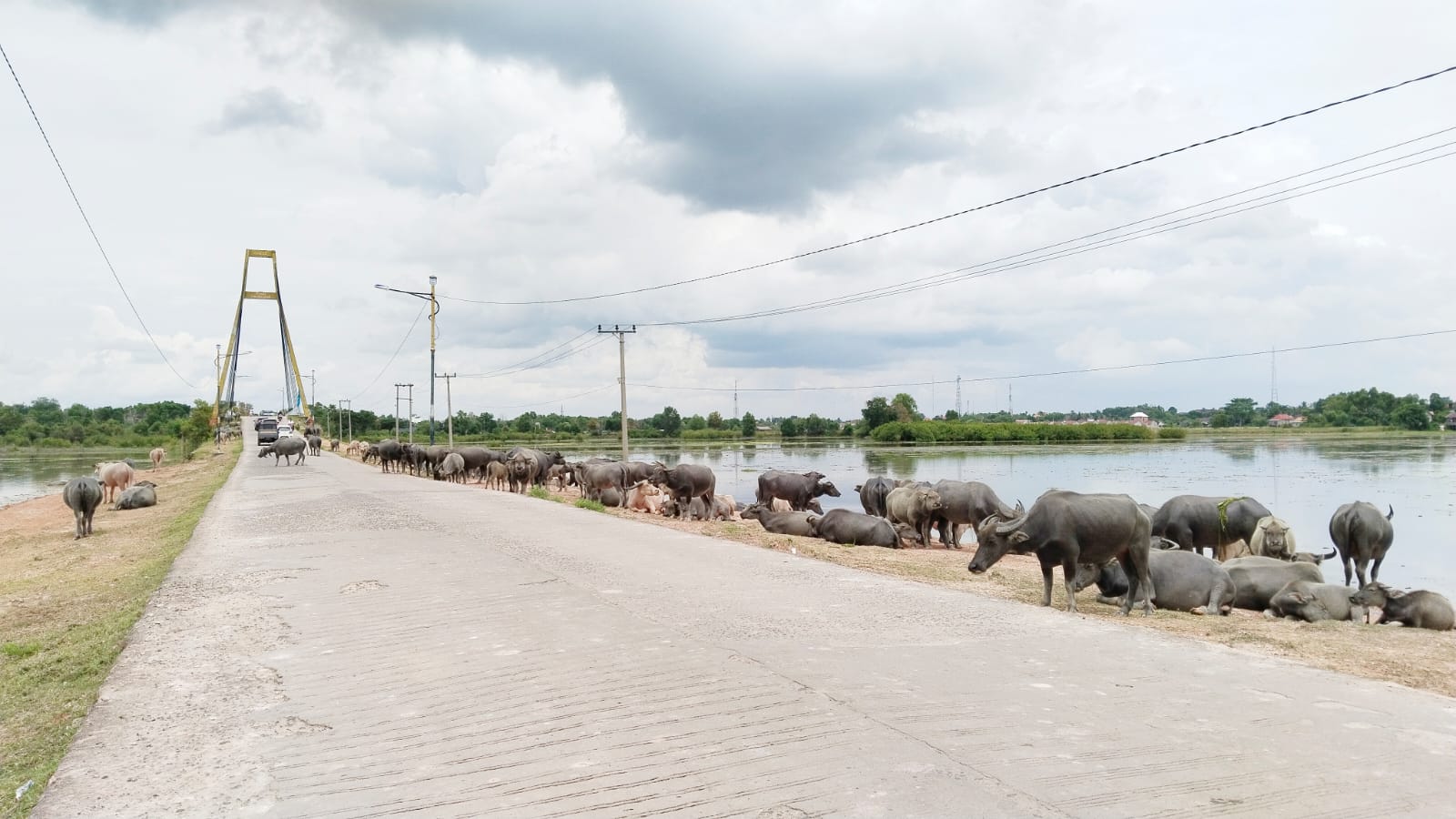 Pemkab Ogan Ilir Siapkan Sanksi untuk Pemilik yang Masih Meliarkan Hewan Ternak