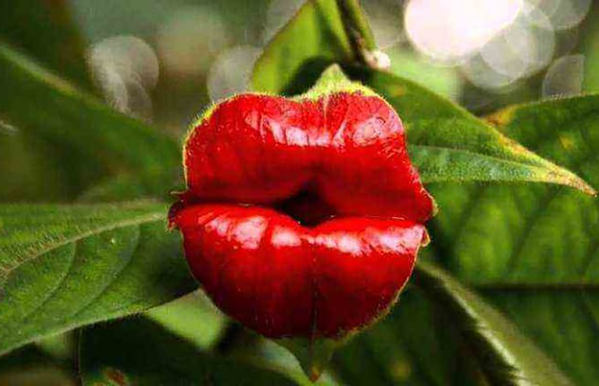 Fakta Unik Psychotria Elata, Bunga Cantik dengan Julukan Si Bibir Merah