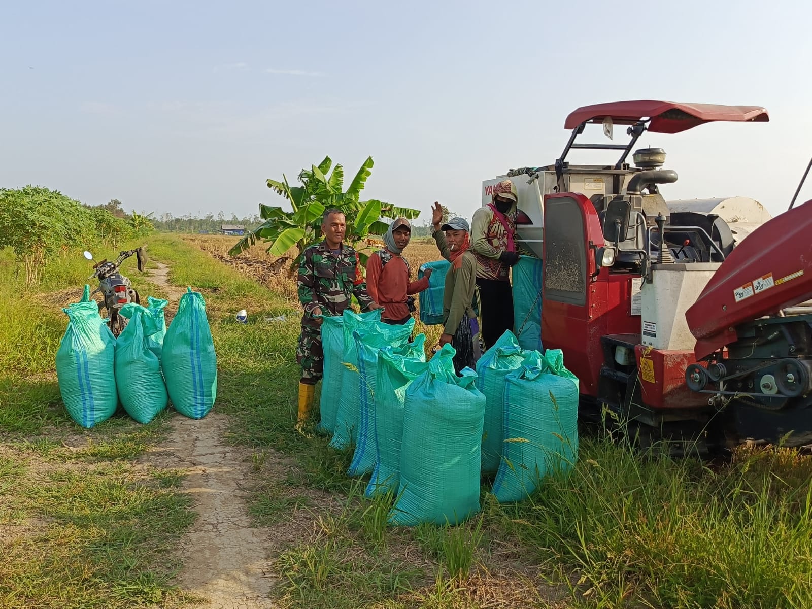 Anggota Koramil 402-13/Sungai Menang Bantu Masyarakat Panen Padi