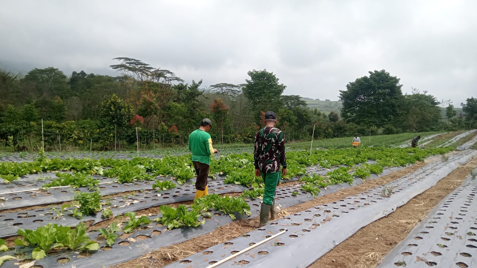 Petani Ataran Matang Basung Bangun Jalan Secara Swadaya