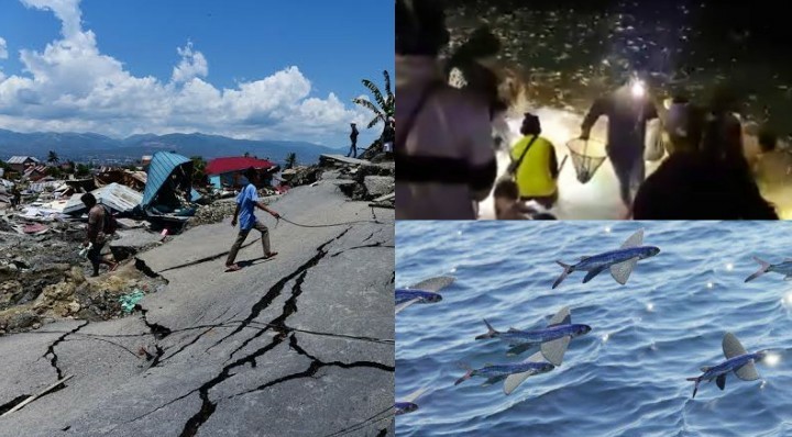 Gempar! Jutaan Ikan Terbang Muncul di Pantai Tasikmalaya, Tanda Tsunami dan Gempa Megathrust Melanda Jabar?