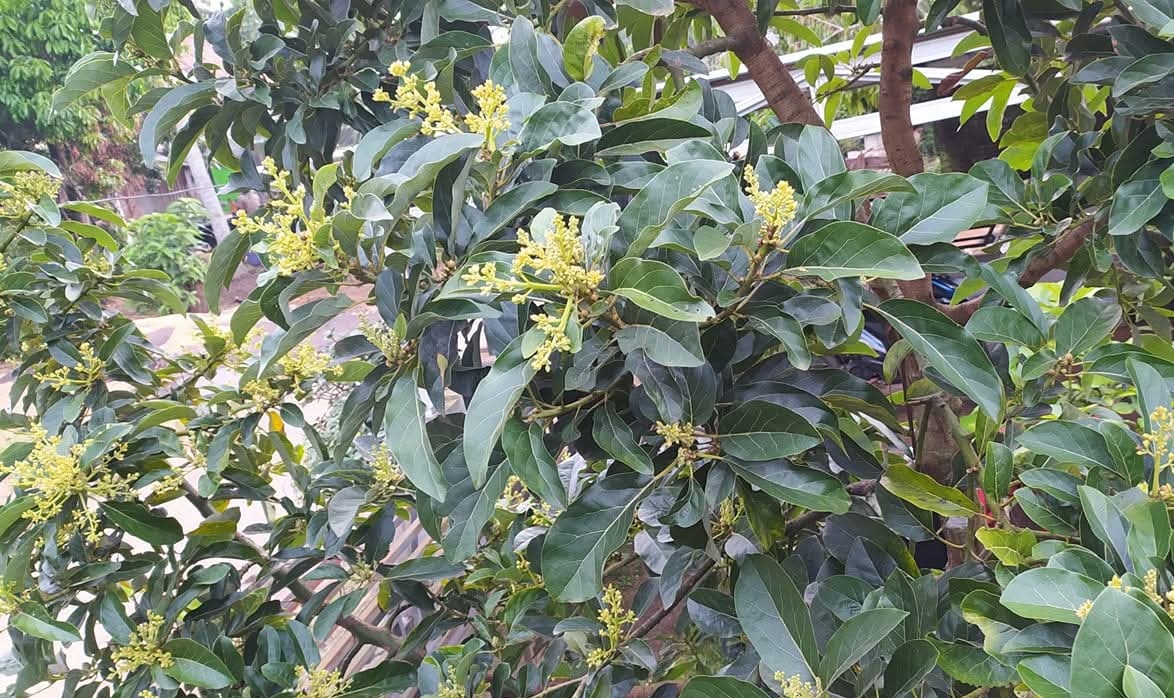 5 Teknik Ini Bisa Bikin Pohon Alpukat Cepat Muncul Bunga