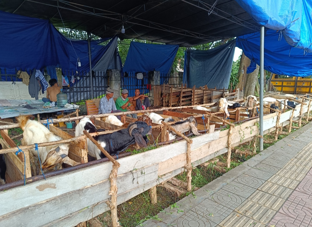 Pedagang Hewan Kurban Iduladha Mulai Bermunculan, Kambing Dijual Rp3 juta