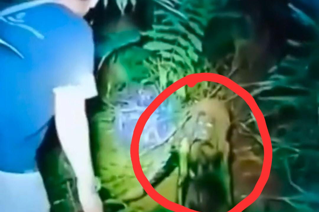 Video Makhluk Misterius Diduga Suku Mante Aceh Bikin Heboh