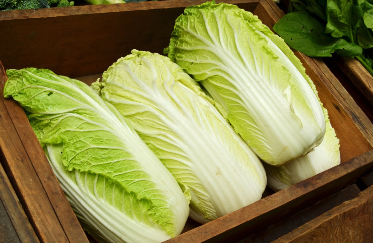 Cara Menanam Sayur Sawi Putih di Polybag, Cocok untuk Pemula yang Ingin Mulai Berkebun