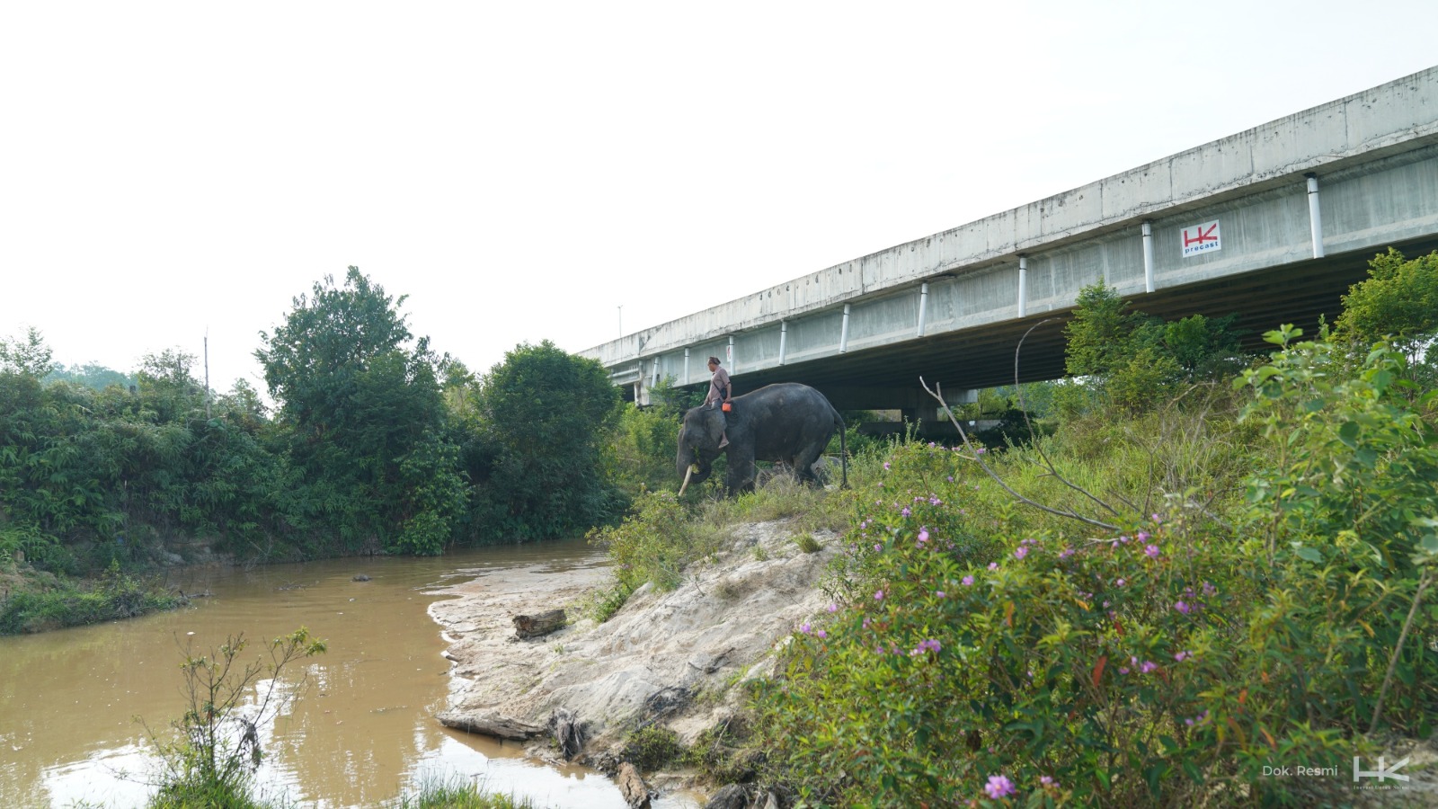 Hari Gajah Internasional: Persembahan Hutama Karya untuk Perjalanan Cinta Gajah di Sekitar Tol Trans Sumatra