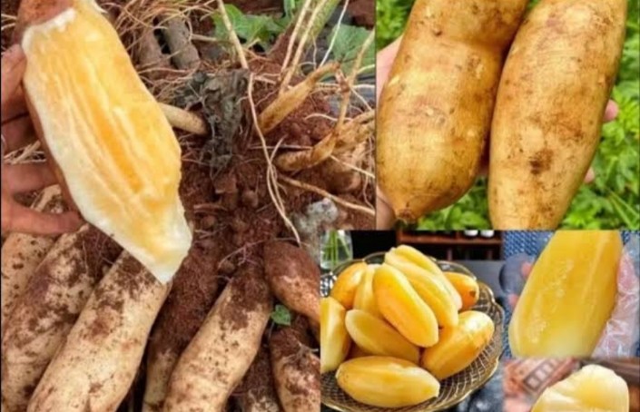 7 Kunci Sukses Merawat Tanaman Yakon agar Umbi Lebat, Manis, dan Terhindar dari Busuk Akar