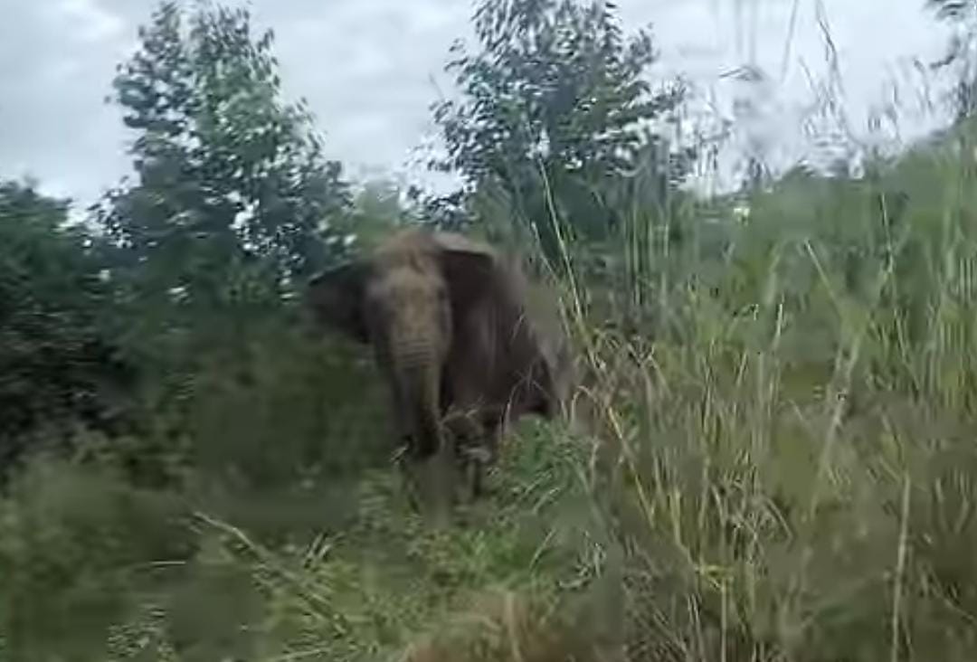 Puluhan Gajah Ngamuk, Pengendara Melintas Jalan Penghubung PALI-Musi Rawas Panik, Habitatnya Terganggu 