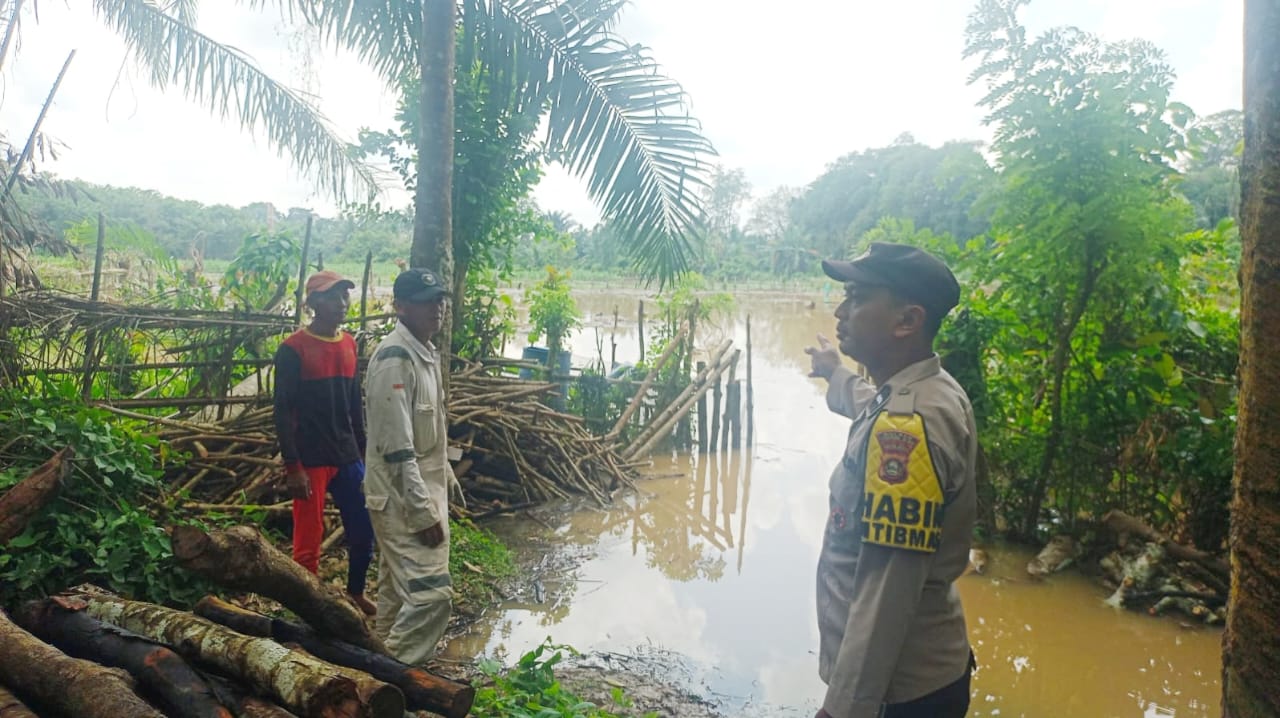 Sungai Ogan Meluap, Lahan Tanaman Jagung Program Ketahanan Pangan di Muara Kuang Ogan Ilir Terendam