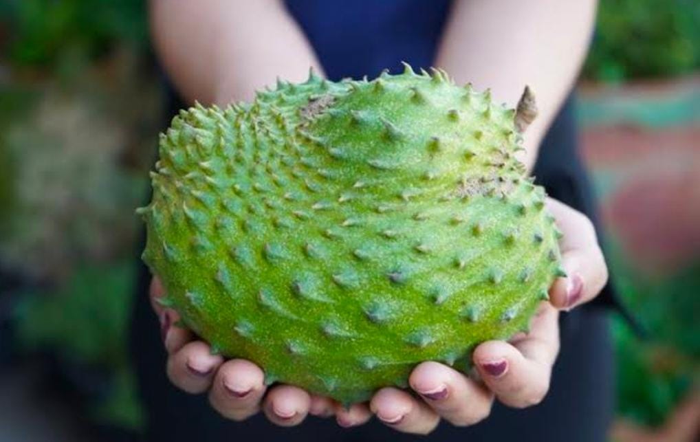 Nangka Belanda dan Sirsak Apa Bedanya? Berikut Asal Usul serta 7 Khasiat dari Buah Eksotis Ini